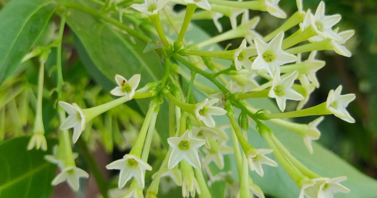 night-blooming jasmine