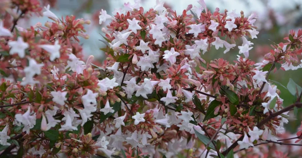 Close-up of flowering Abelia
