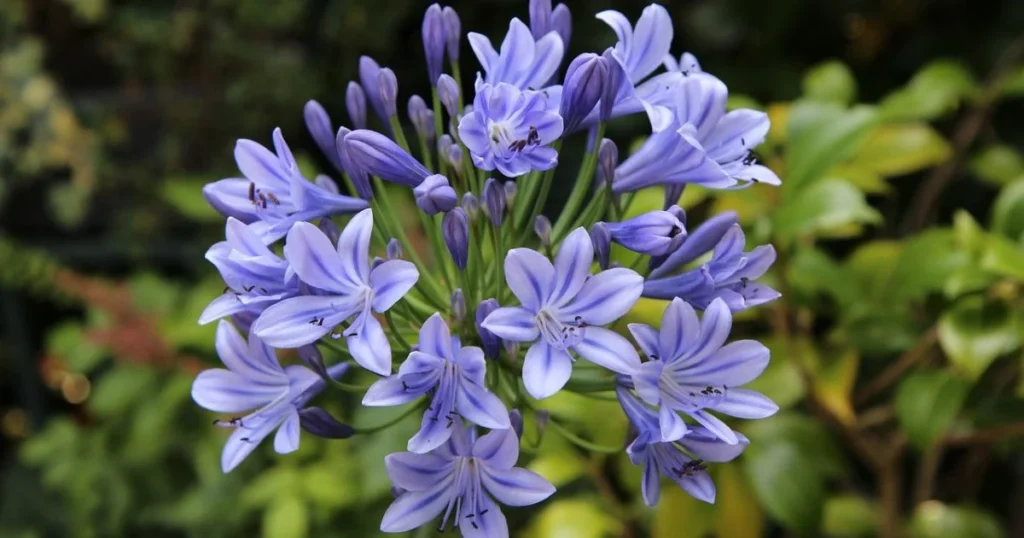 Agapanthus, Close-up of purple agapanthus flowers.

