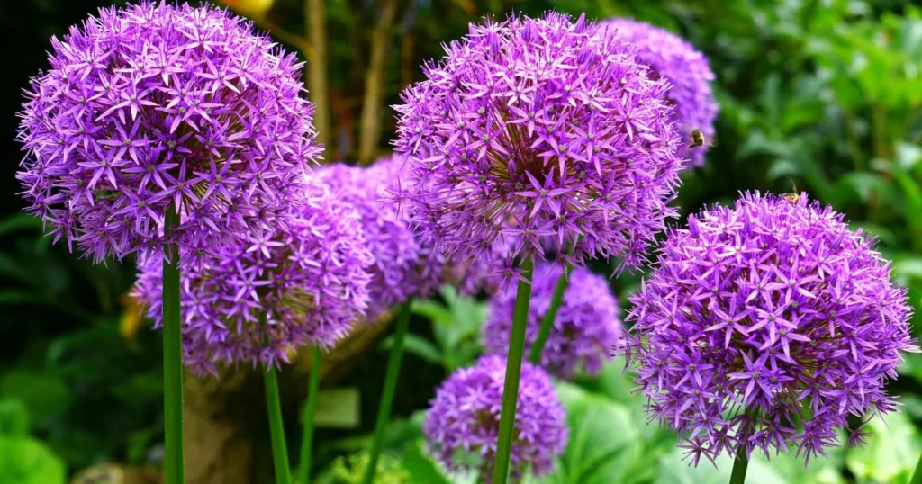 Purple allium flowers in bloom.

