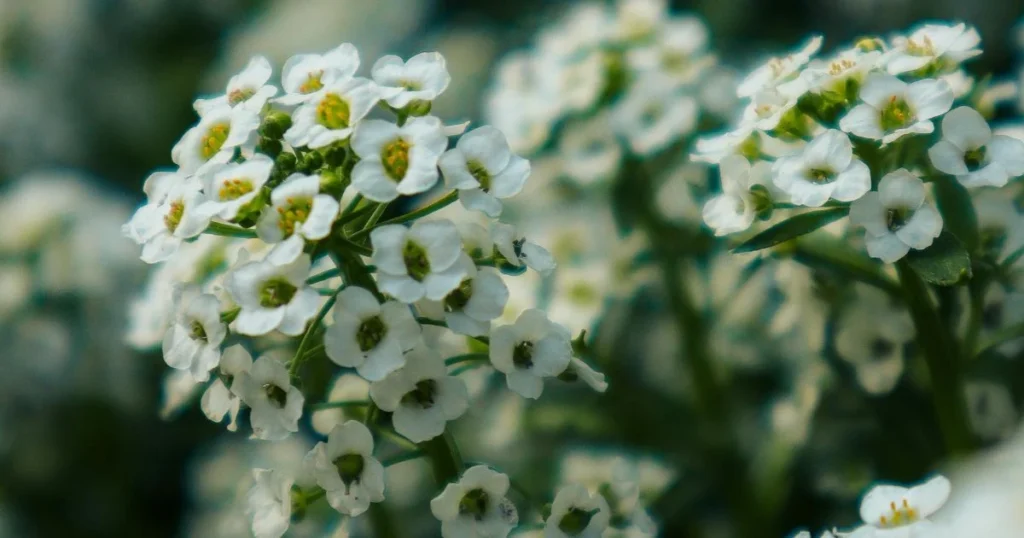 Dainty white sweet alyssum flowers in spring garden