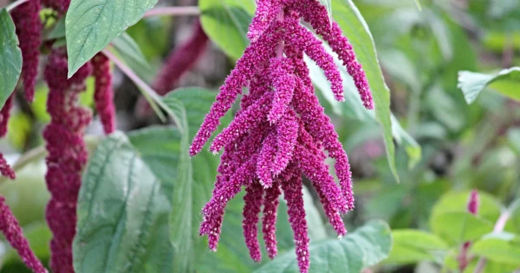 Close-up of a magenta love-lies-bleeding (Amaranthus caudatus) tassel flower with green foliage.

