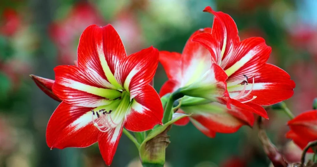 Stunning red and white amaryllis flowers in full bloom