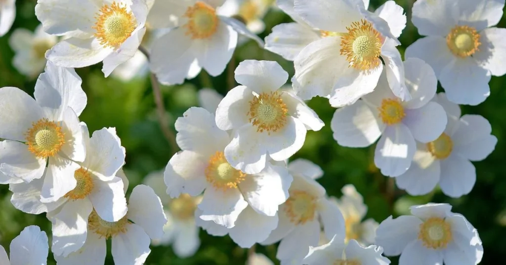 Anemone, Close-up of white anemone flowers with yellow centers.

