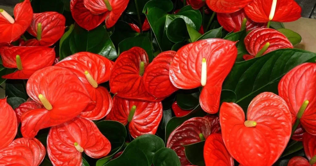 Anthurium, tailflower, flamingo flower, laceleaf.