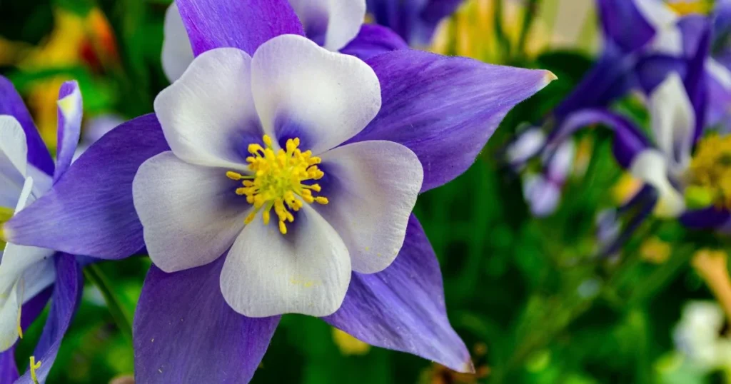 Purple and white Columbine flower in bloom