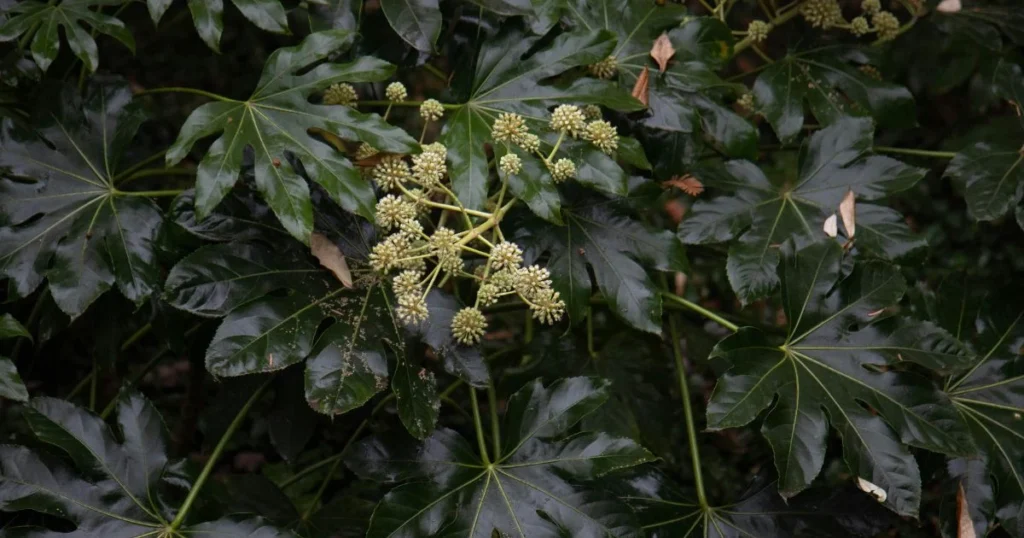 Close-up of dark green, glossy leaves of a Fatsia japonica (Japanese Aralia) plant, with a cluster of small, light green flower buds.

