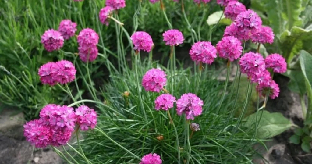 Armeria (Sea Thrift)
