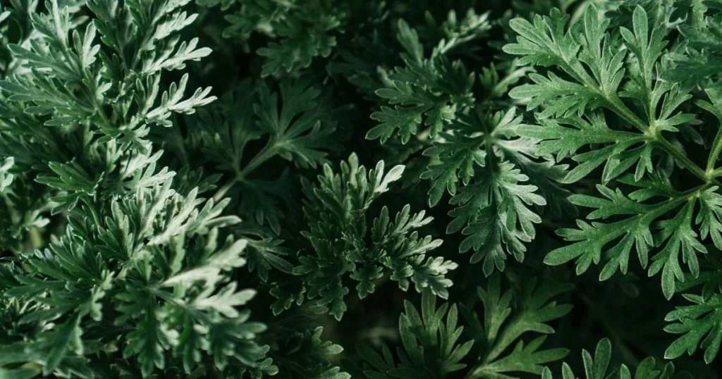 Close-up of silvery-green Artemisia leaves.