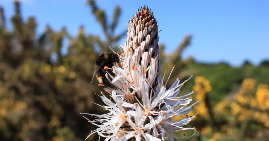 A bumblebee pollinates a white asphodel flower against a blurred natural background of green shrubs and a blue sky.

