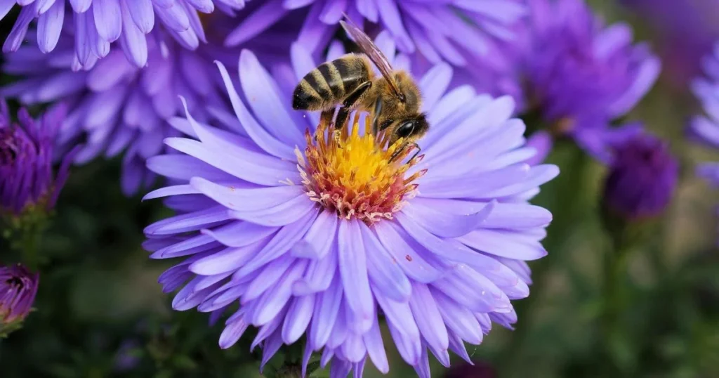 Bee on a purple aster flower.

