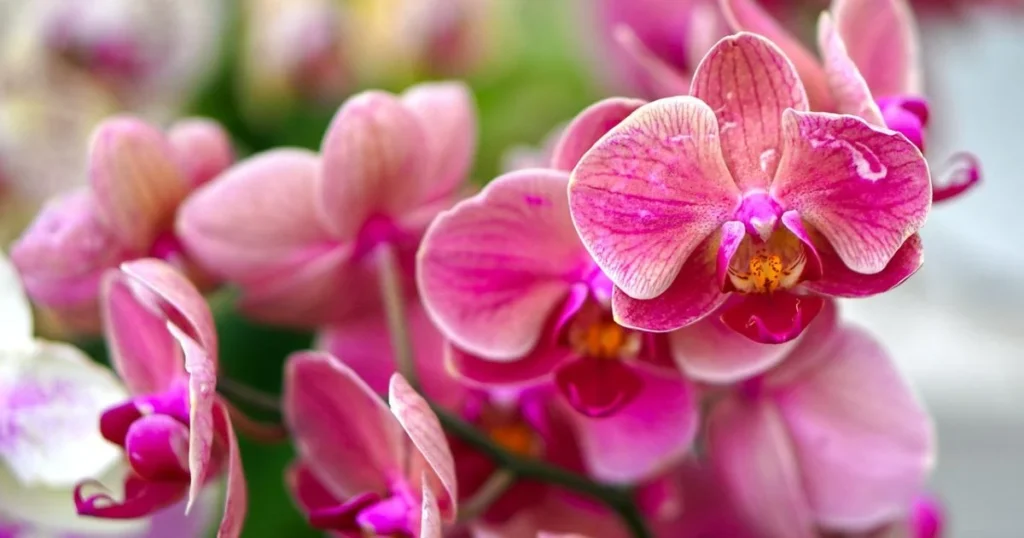 Close-up of delicate pink and white orchid blossoms.


