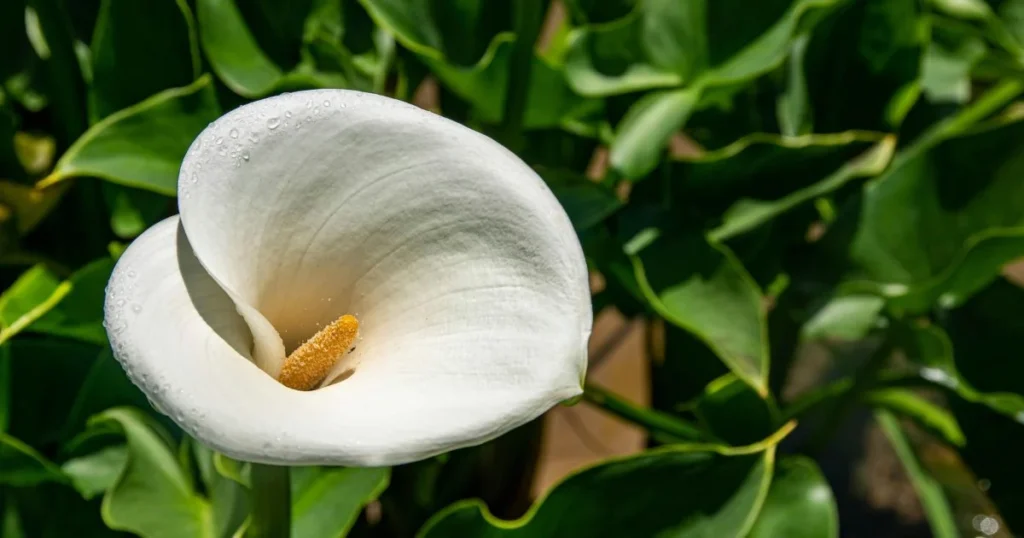 A white calla lily with a yellow spadix, water droplets on its petals, and a background of green leaves.

