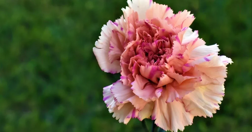 Peach carnation with pink edges, blurred green background.