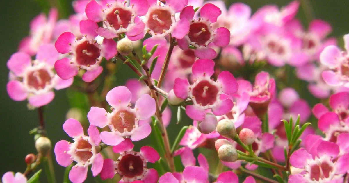 Pink wax flowers (Chamelaucium) in full bloom showing delicate petals and maroon centers against blurred green background