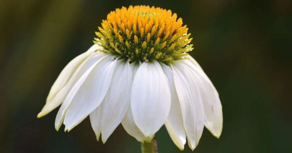 White coneflower with a yellow-orange center against a blurred dark green background.

