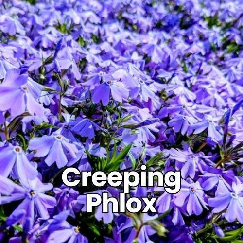 A dense carpet of Creeping Phlox (Phlox subulata) in full bloom, displaying masses of five-petaled flowers in shades of lavender and purple. The flowers create a stunning ground cover with their delicate star-shaped blooms against dark green foliage. The image shows the plant's characteristic spreading growth habit with flowers at varying heights creating a textured, wave-like appearance