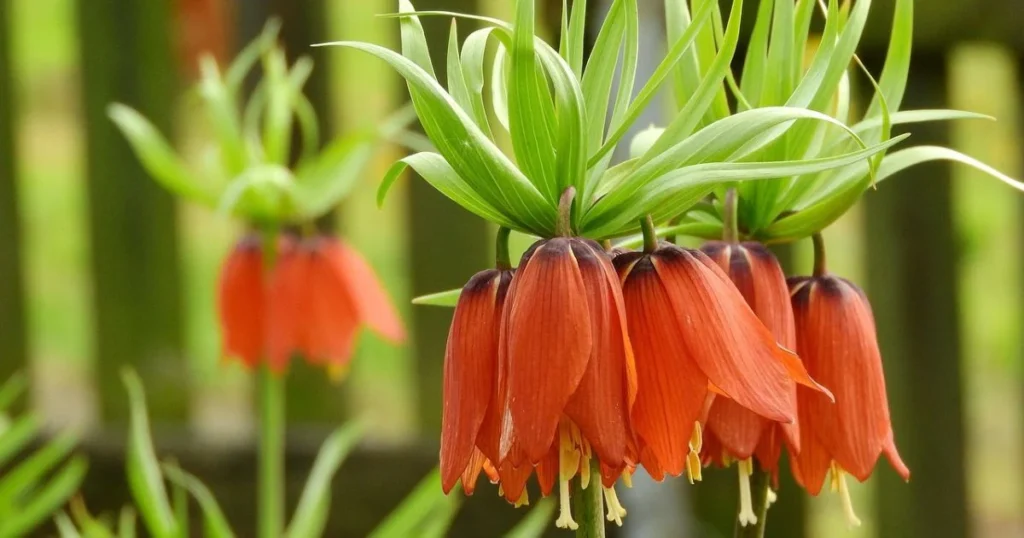 Orange crown imperial (fritillaria imperialis) flowers with vibrant green foliage against a blurred background.

