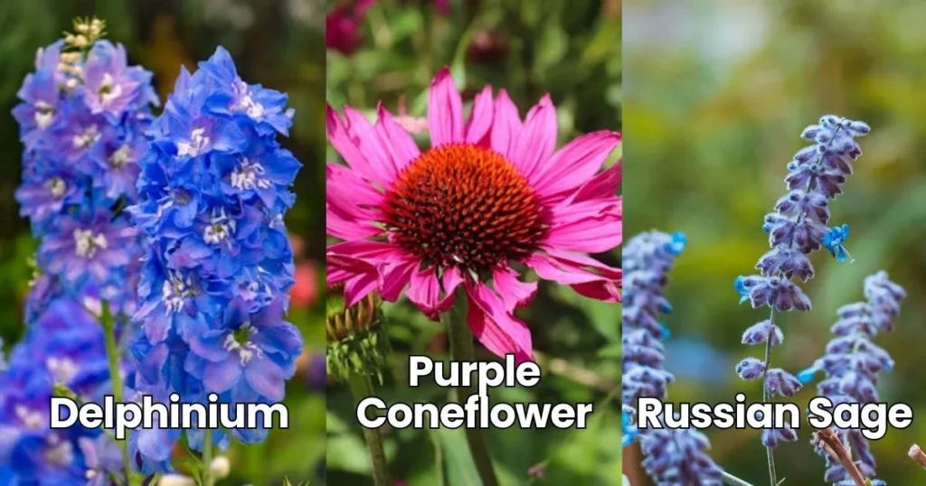 Delphinium, Purple Coneflower, Russian Sage