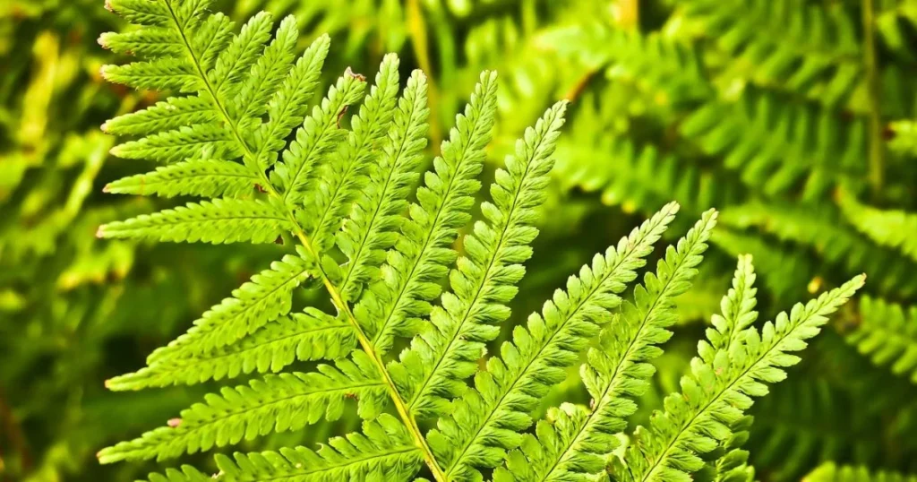 Vivid green fern frond close-up.