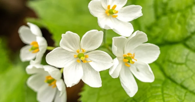 Close-up photograph of delicate white woodland wildflowers with yellow stamens against blurred green leaves