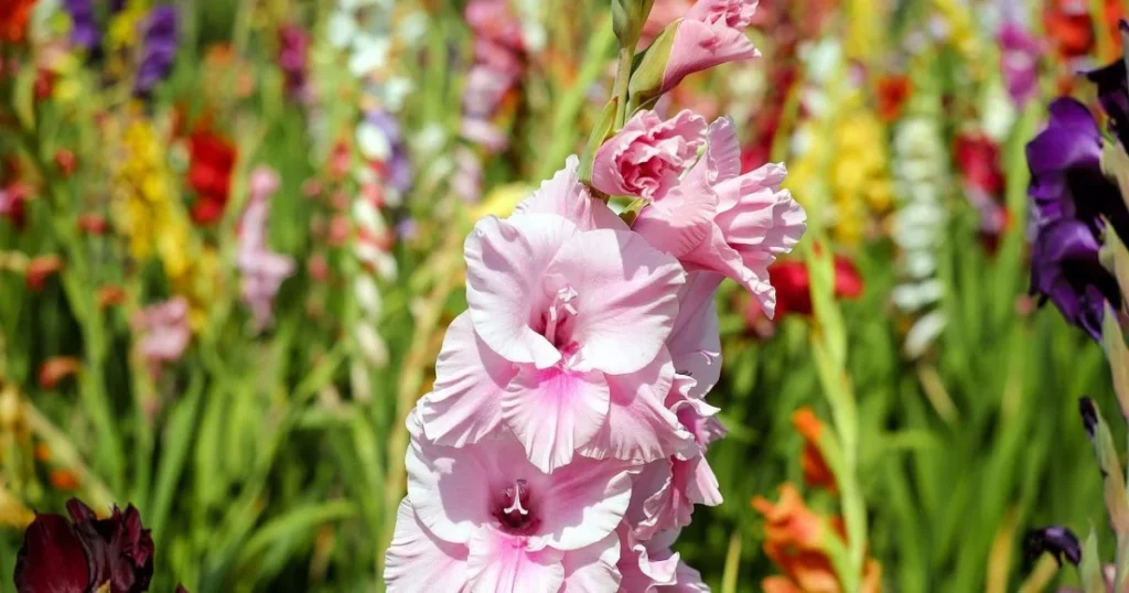 Pink gladiolus flowers in a field of colorful blooms.

