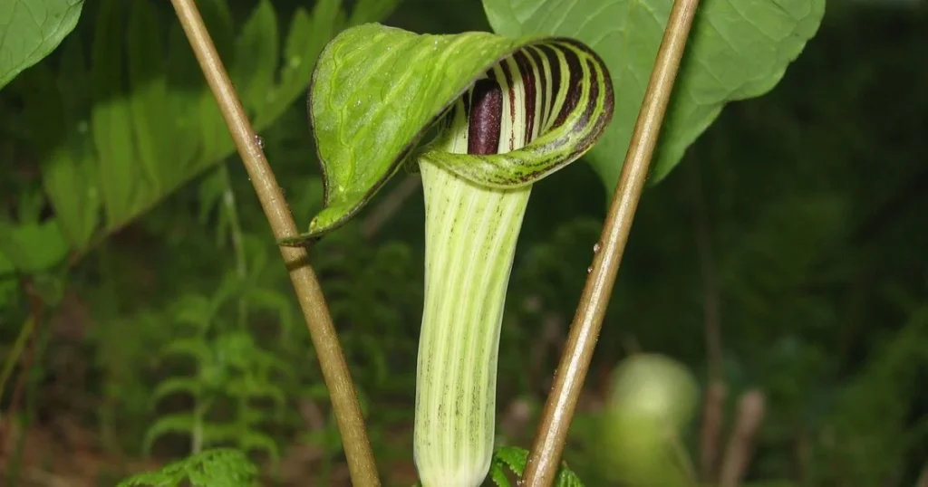 Jack-in-the-pulpit flower with purple and green striped hood.