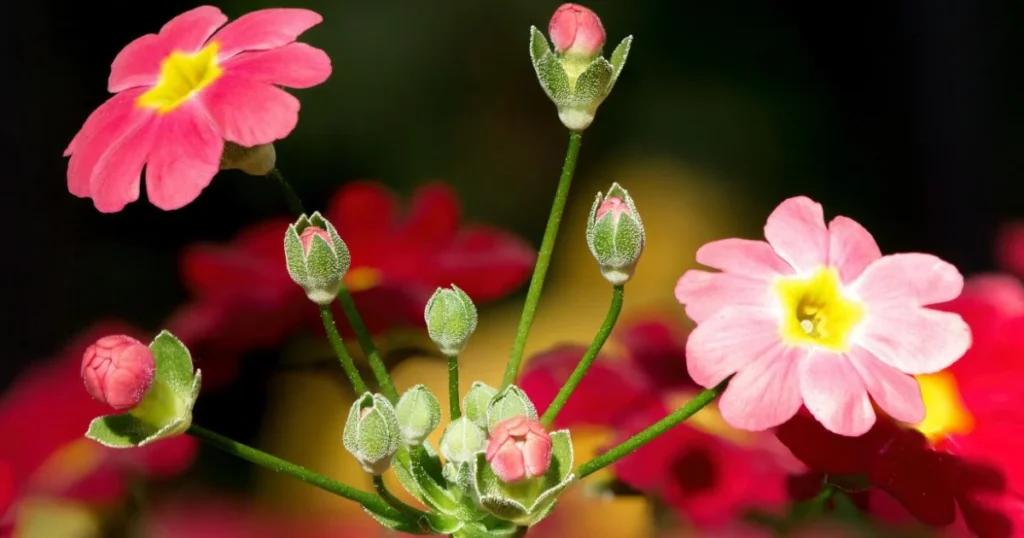 Pink primrose flowers and buds in close-up.