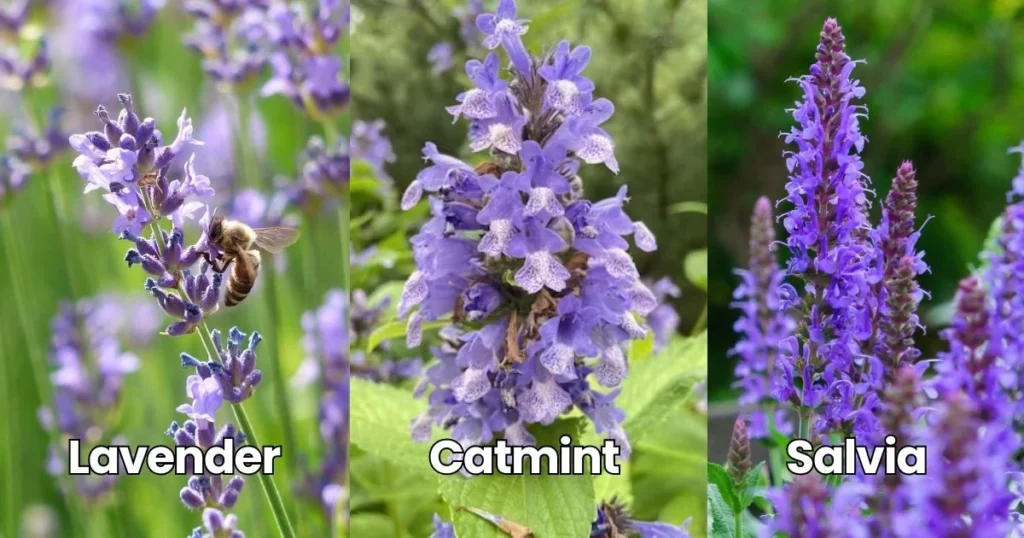 Lavender, Catmint, Salvia