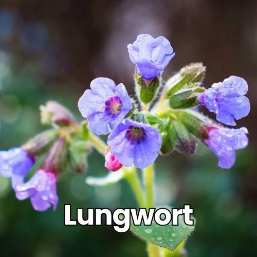 A close-up photograph of Lungwort (Pulmonaria) flowers. The plant features small, bell-shaped blooms in shades of purple-blue with pink buds. The flowers have a delicate, tubular structure and appear in clusters. The blossoms are covered with water droplets, giving them a dewy appearance. The stems and leaves are fuzzy and light green, showing the characteristic hairy texture of the plant. The background is softly blurred, creating a bokeh effect that highlights the main subject.