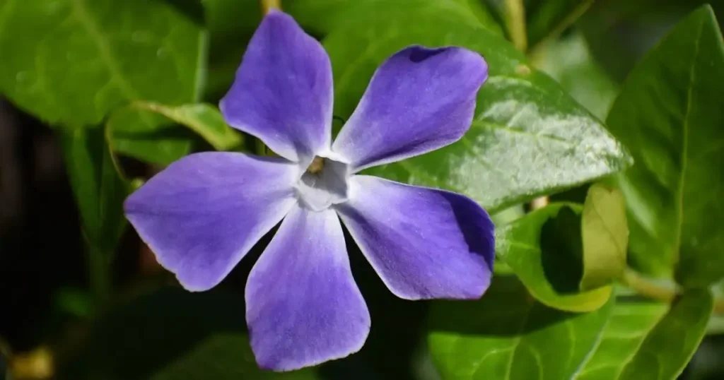 A single periwinkle blossom with five purple petals and a white center.

