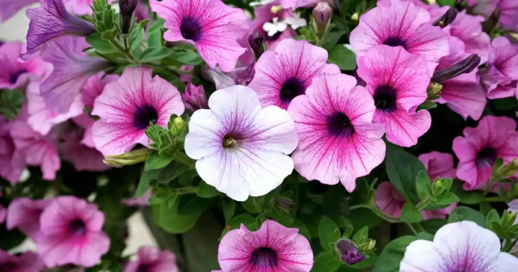 Petunia, A profusion of pink and lavender petunias, with deep pink centers, create a vibrant floral display.

