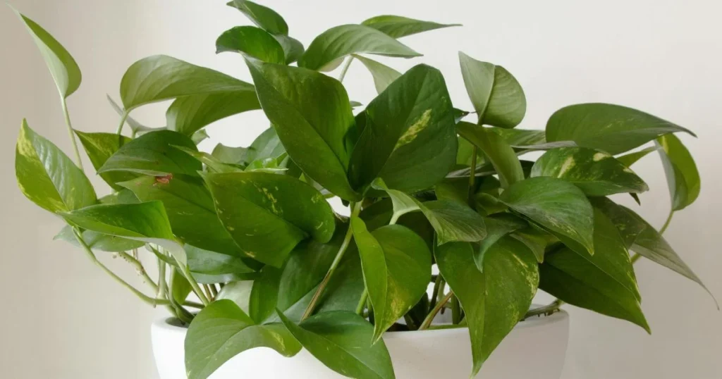 is pothos monocot or dicot, Golden Pothos houseplant