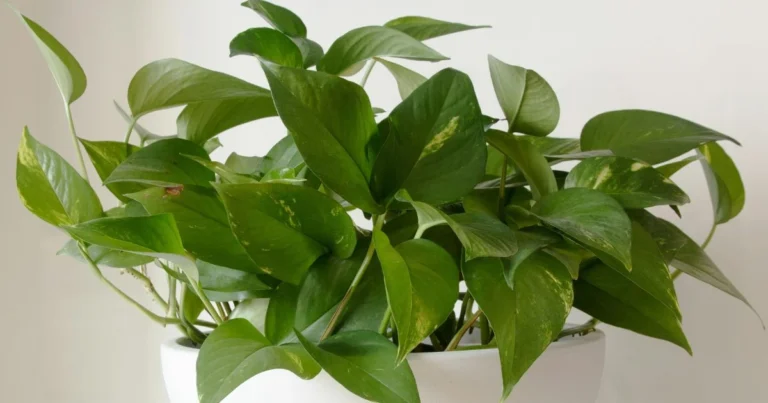 is pothos monocot or dicot, Golden Pothos houseplant