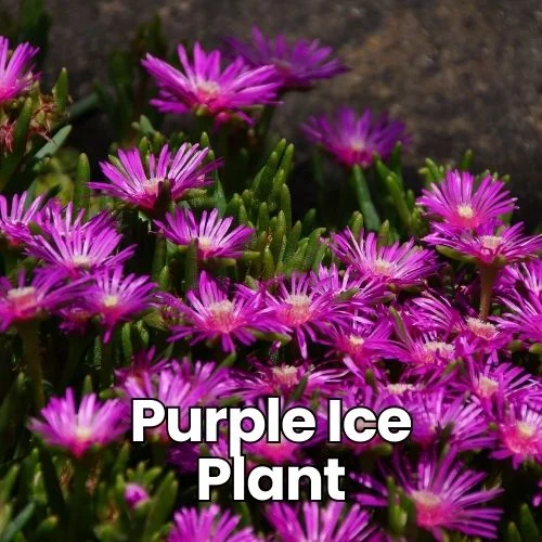 Purple Ice Plant (Also known as: Hardy Ice Plant, Cooper's Ice Plant): Vibrant magenta daisy-like flowers with succulent green foliage. Multiple blooms create a low-growing carpet of color against dark ground.