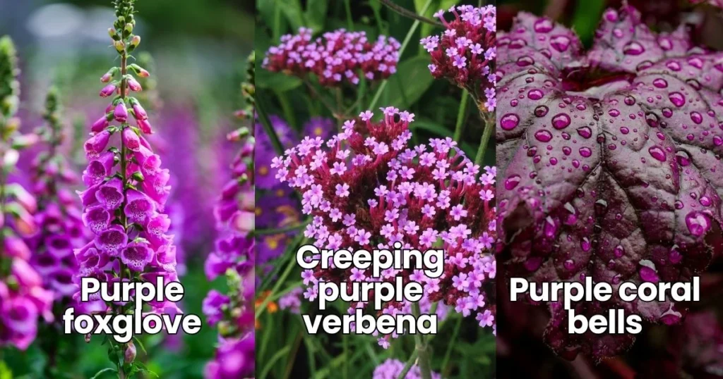 Purple foxglove, Creeping purple verbena, Purple coral bells