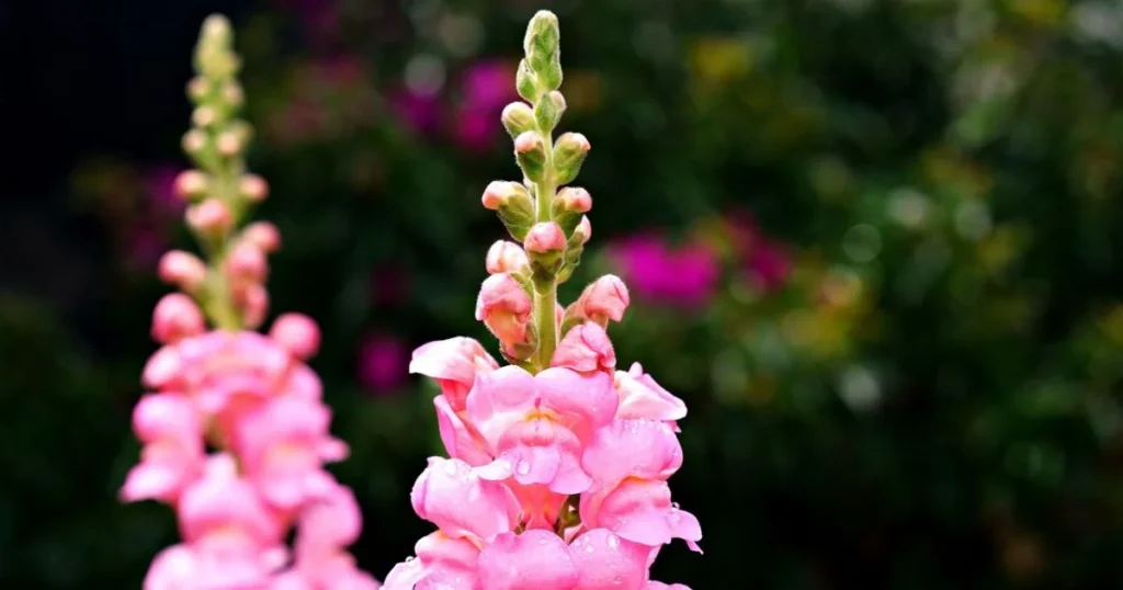 Pink snapdragons with water droplets, against a blurred green background.

