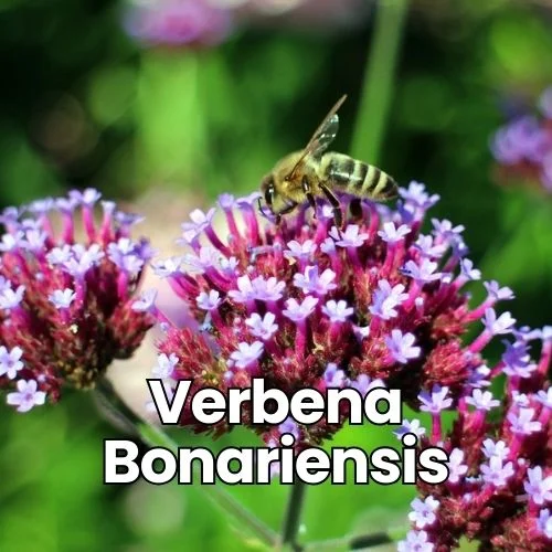 Verbena bonariensis (Also known as: Tall Verbena, Purpletop Vervain): A close-up of clustered purple-pink flowers with a honey bee feeding on them. Green background with delicate flower clusters atop tall stems.