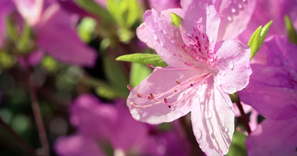 Pink azalea blossom with dew drops.

