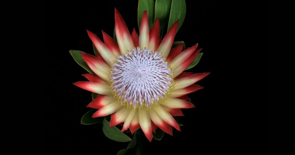 King Protea blossom with a yellow and purple center and red-tipped petals against a black background.

