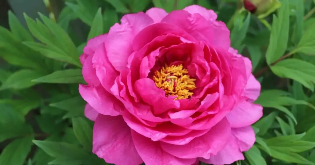 Hot pink peony blossom with yellow center.

