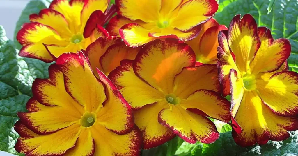 primrose, Bright yellow primrose blossoms with deep red edges stand out against their green foliage.