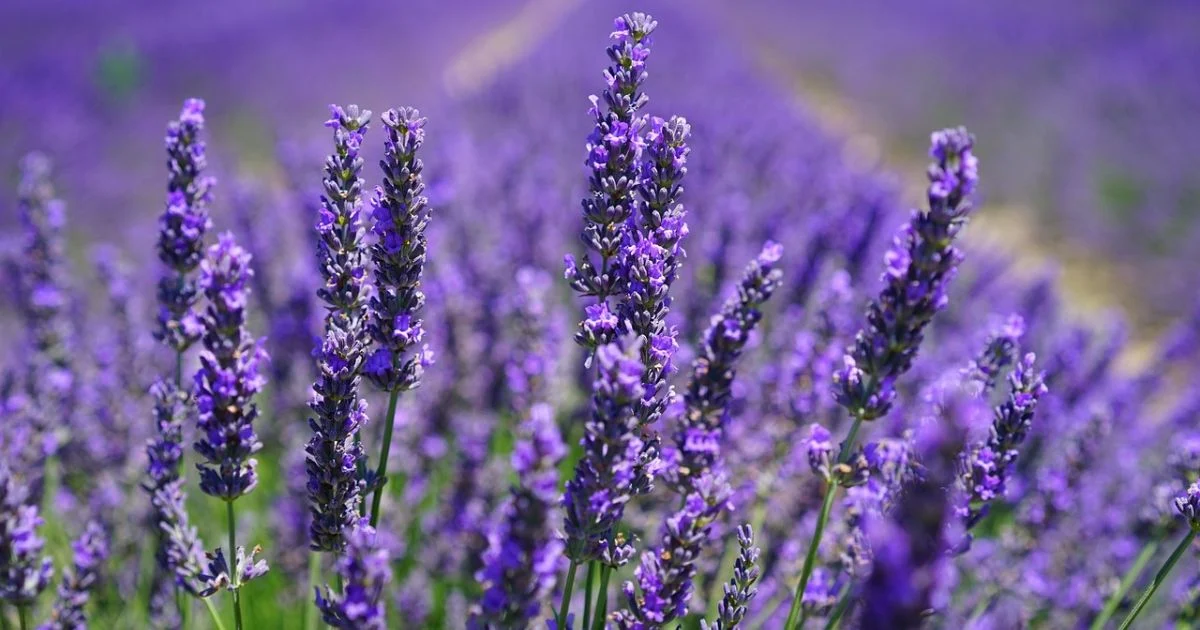 purple perennial flowers