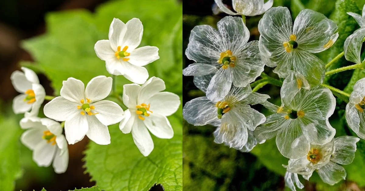 Skeleton flowers, dry and white (left) vs. wet and translucent (right).